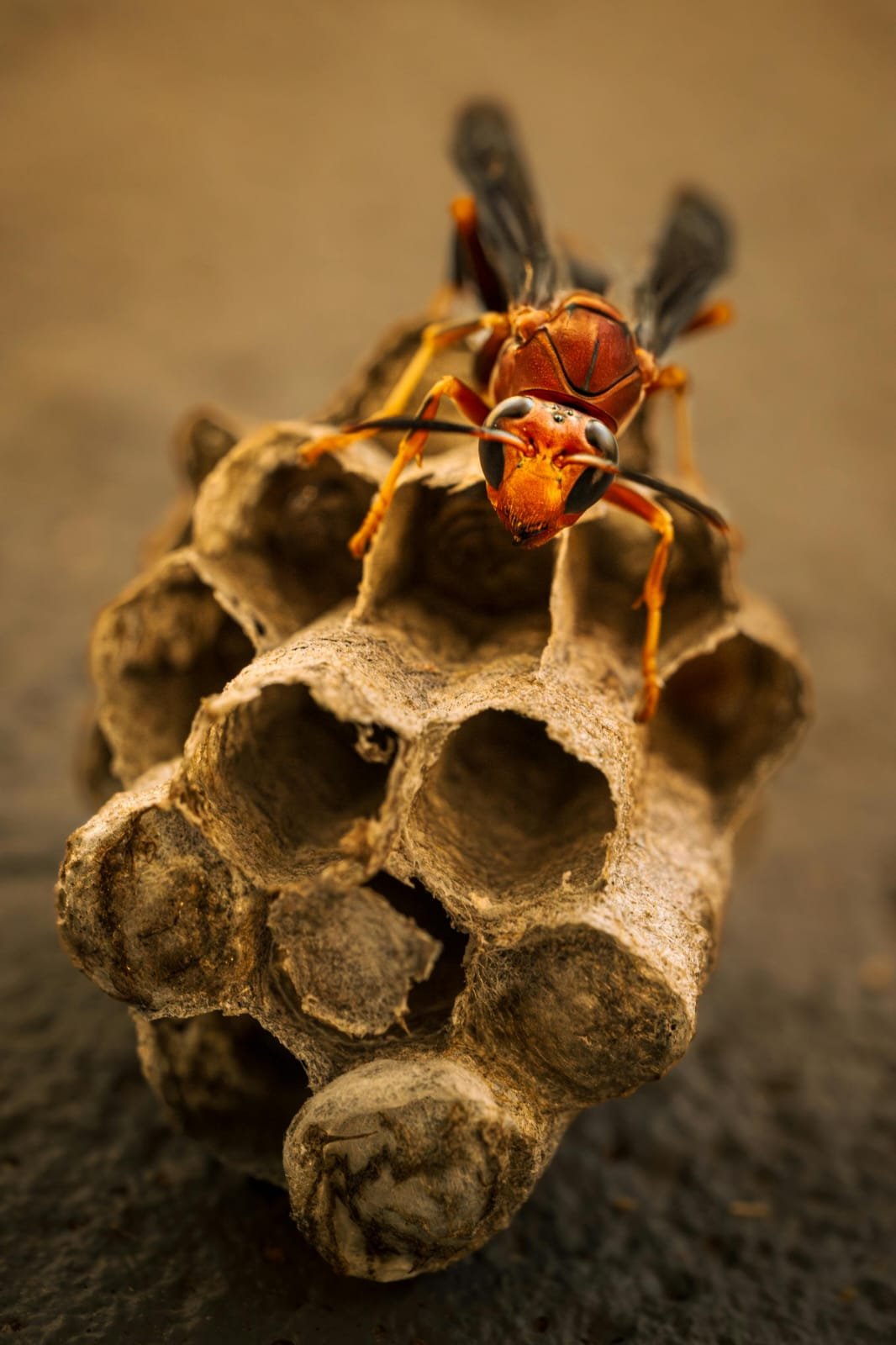 Avispa — riesgo de picaduras en zonas frecuentadas